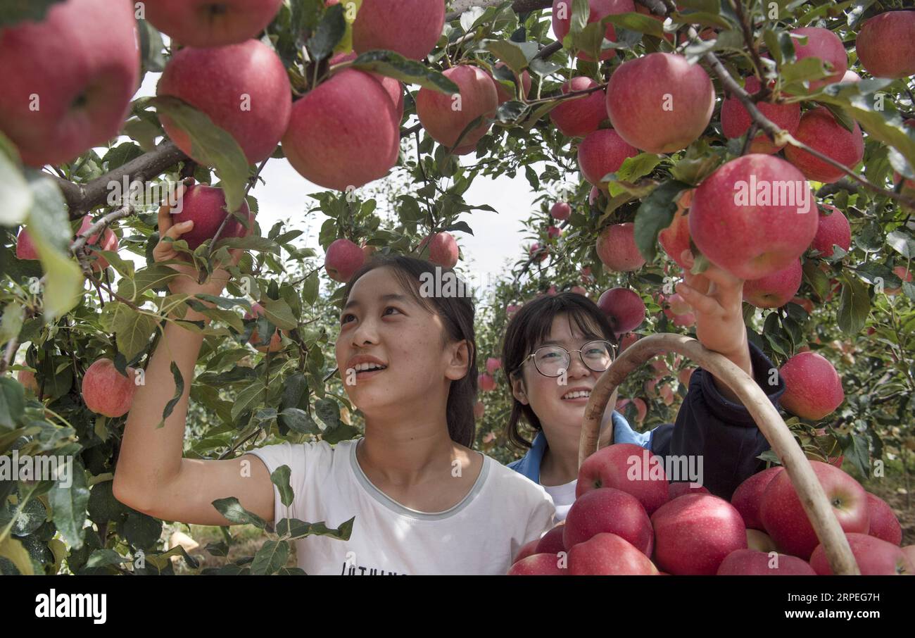 (190828) -- LUOCHUAN, Aug. 28, 2019 -- Farmers pick apples in Yongxiang Township of Luochuan County, northwest China s Shaanxi Province, Aug. 28, 2019. Home to about 35,000 hectares of apple orchards, Luochuan County is a major apple base in China. It is estimated that more than 900,000 tonnes of apples will be harvested in Luochuan this year. ) CHINA-SHAANXI-LUOCHUAN-APPLE-HARVEST (CN) TaoxMing PUBLICATIONxNOTxINxCHN Stock Photo