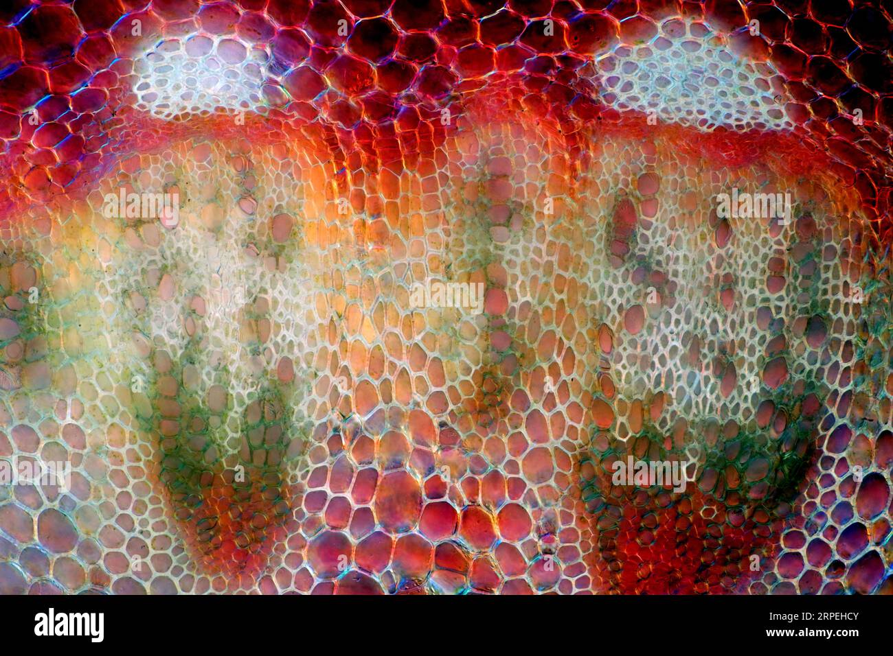 The image presents vascular bundles in senecio stalk, photographed through the microscope in polarized light at a magnification of 200X Stock Photo