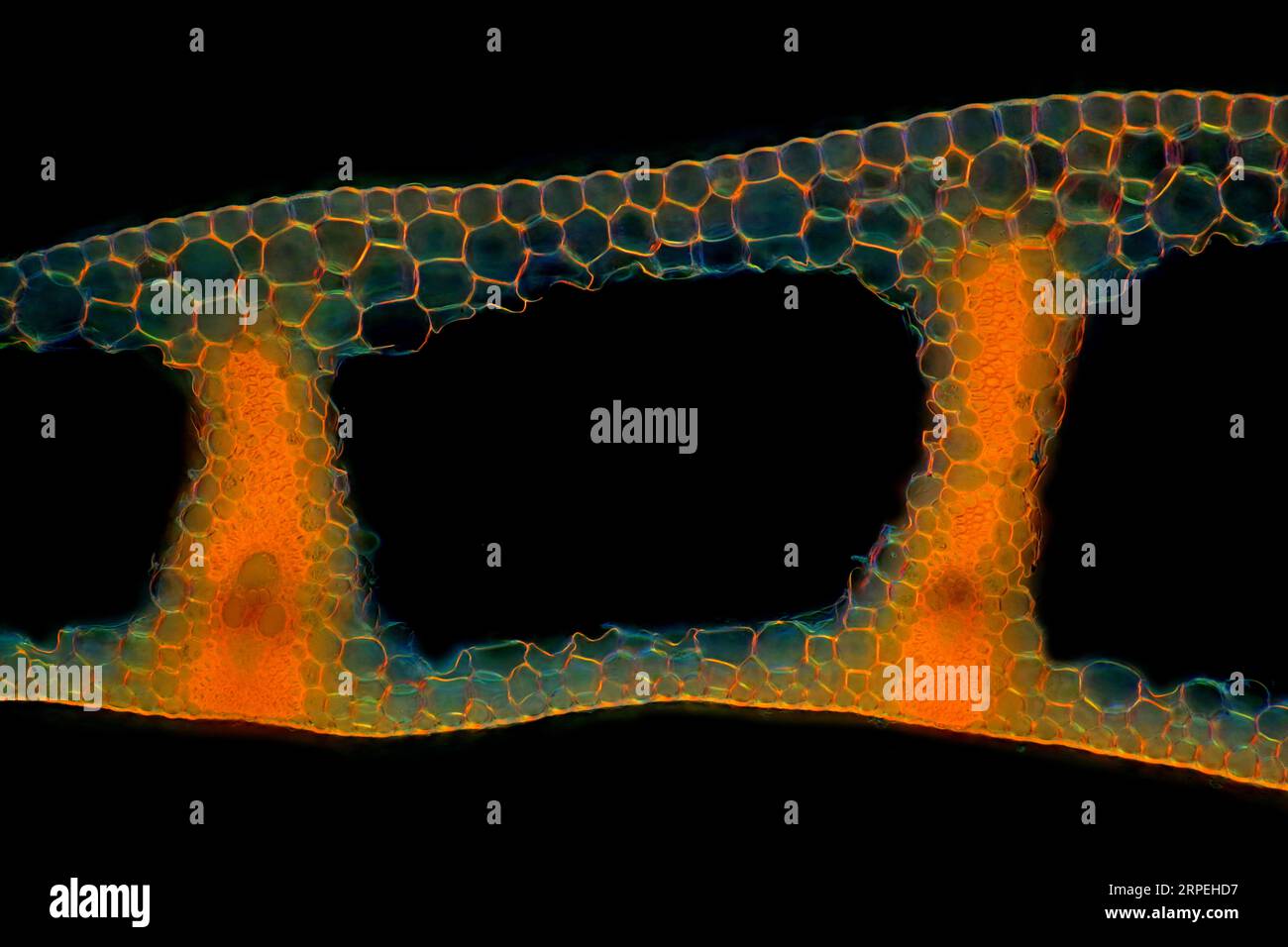 The image presents Carex sp. leaf in transversal cross-section, photographed through the microscope in polarized light at a magnification of 100X Stock Photo