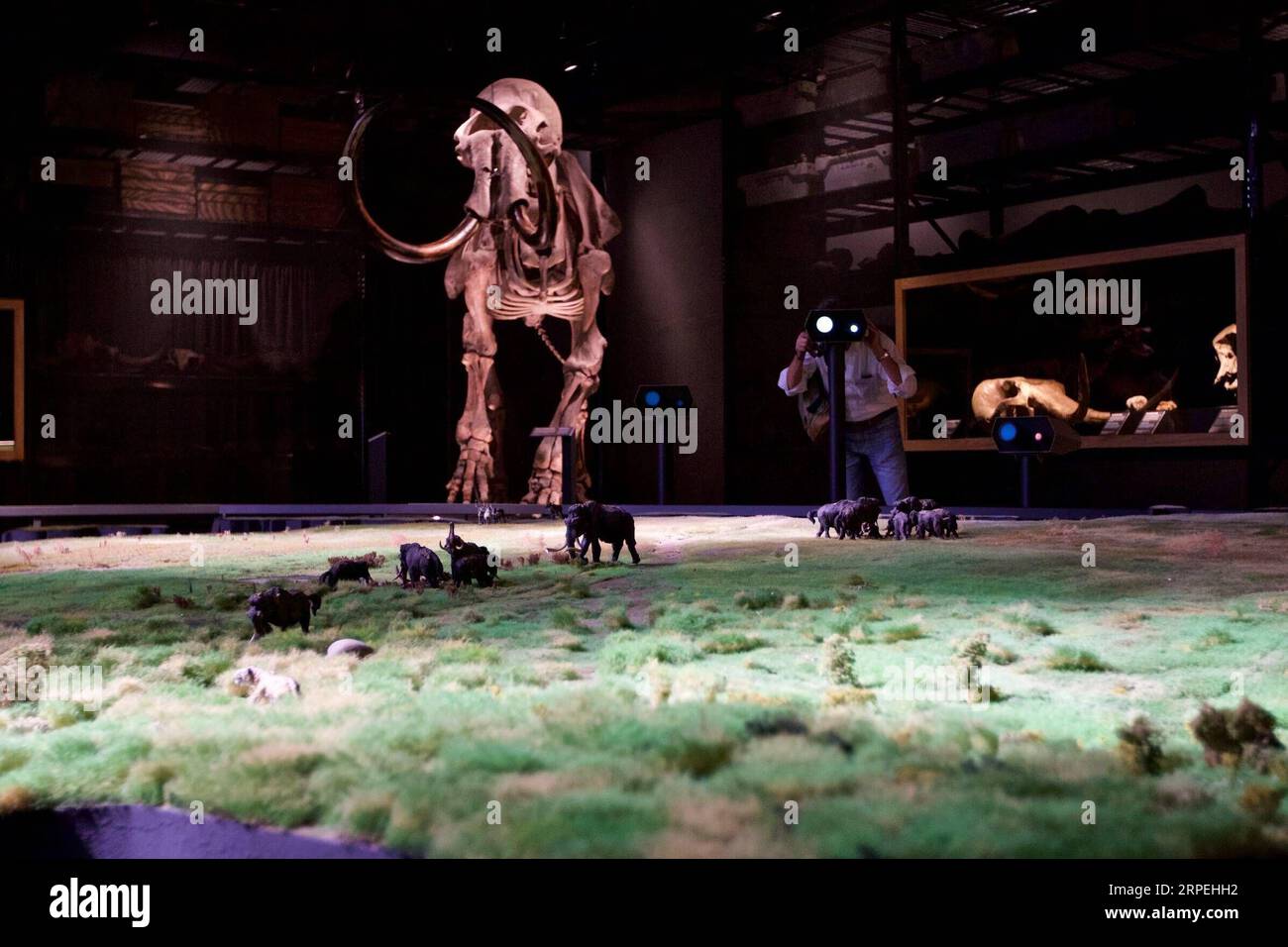 (190829) -- LEIDEN, Aug. 29, 2019 -- A visitor views exhibits at Naturalis Biodiversity Center in Leiden, the Netherlands, Aug. 27, 2019. Naturalis Biodiversity Center, a renowned national museum and research institution on biodiveristy, will reopen to the public from Aug. 31, 2019 following two years of renovation and the completion of a new museum. Based in Leiden, the Netherlands, the center boasts a collection of 42 million plants, animals, fossils and rocks. (Photo by Sylvia Lederer/Xinhua) NETHERLANDS-LEIDEN-NATURALIS BIODIVERSITY CENTER-REOPENING WangxYanan PUBLICATIONxNOTxINxCHN Stock Photo