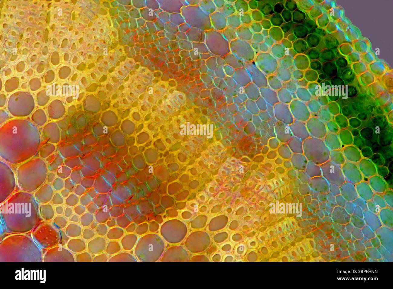 The image presents knautia arvensis tissues in the transversal section