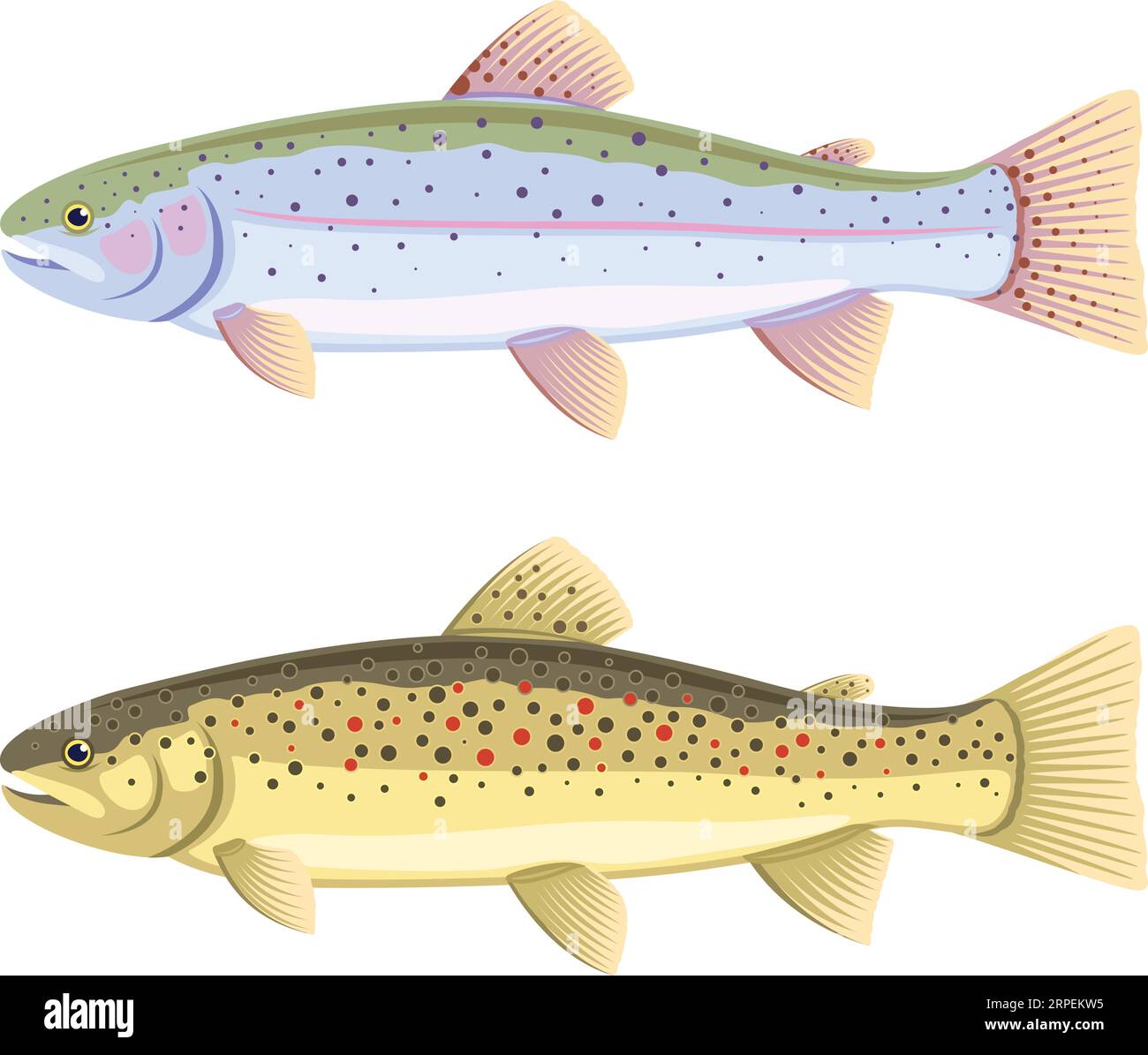 Rainbow trout and brown Royalty Free Vector Image Stock Vector