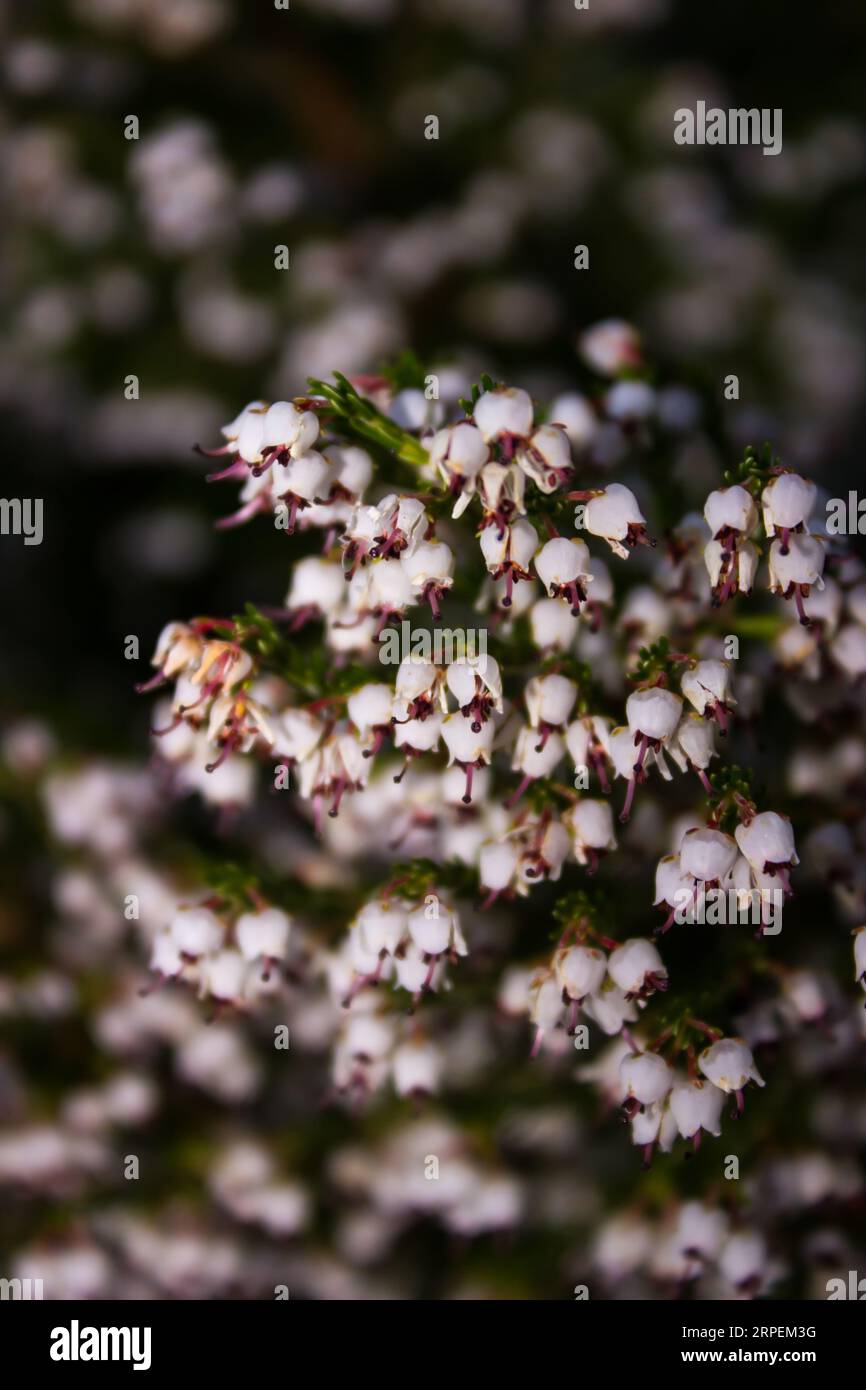 Close-up view of the small delicate flowers of Drakensberg Heath, Erica Drakensbergensis,in the Royal Natal National Park. Stock Photo