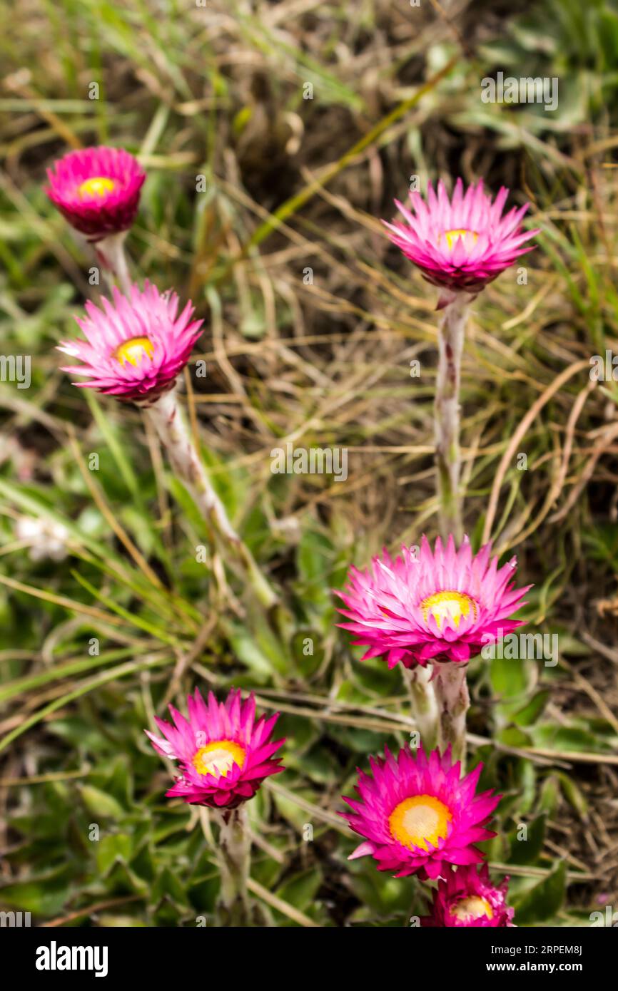A group of bright pink Helichrysum flowers (from the Helichrysum flower) in the afroalpine grassland of the Drakensberg Mountains of South Africa. Stock Photo