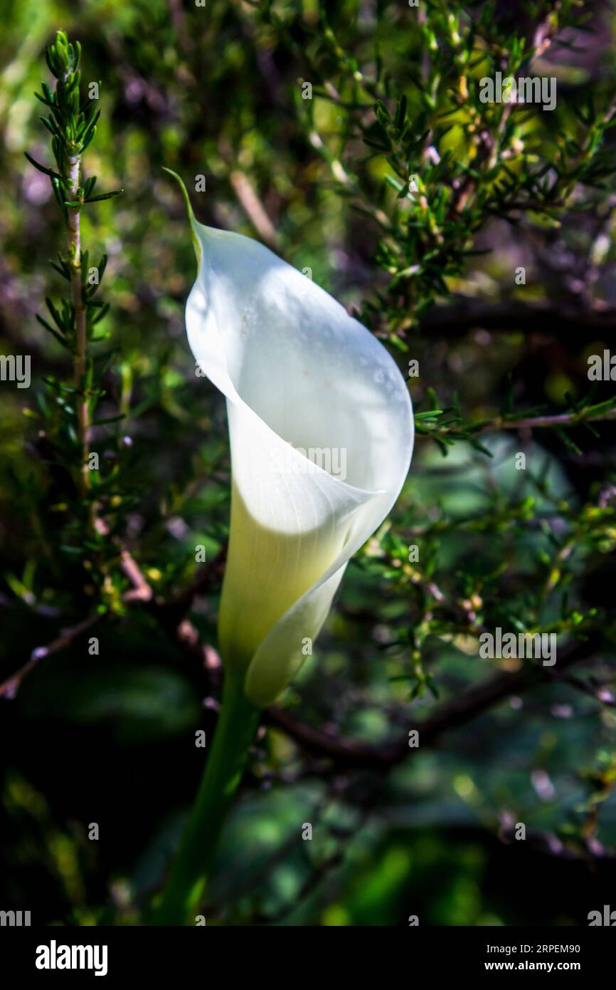 A white common arum Lily, Zantedeschia aethiopica, flower, inbetween the Heath of the Drakensberg Mountains, South Africa. The Arum lily is used to sy Stock Photo