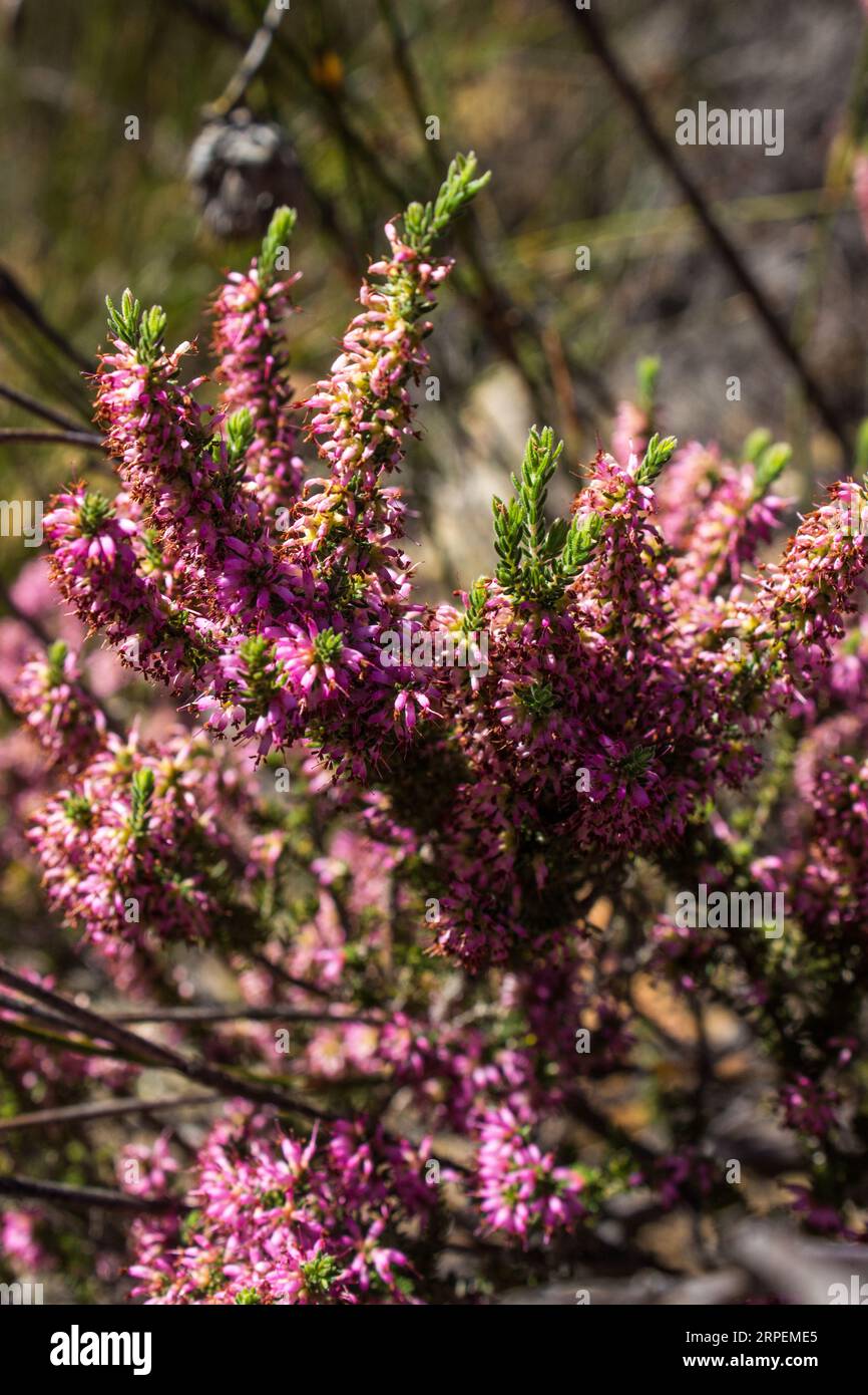 A mas of pink erica flowers, one of the Fynbos species in western Cape of South Africa Stock Photo