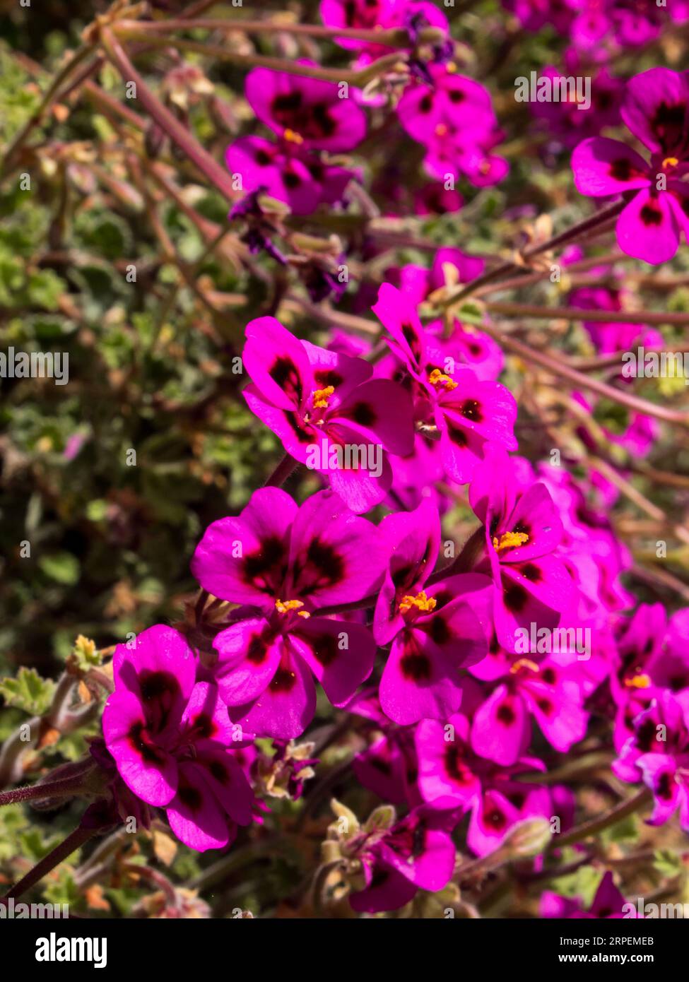 Bright Purple flowers of a Magenta-flowered Pelargonium, Pelargonium magenteum, growing wild Stock Photo