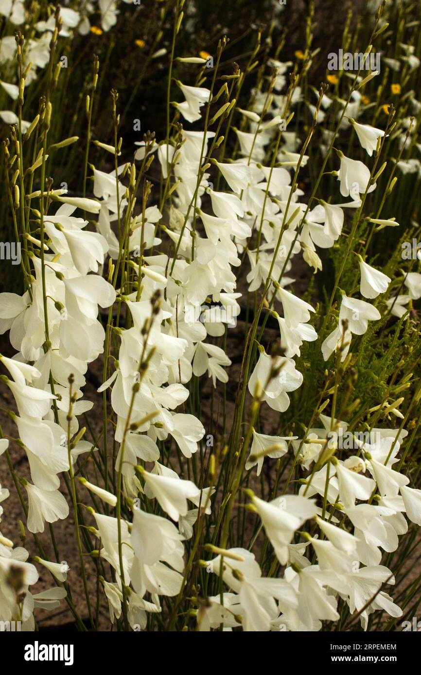 A mass of delicate white strings of flowers of broad-leaved watsonia’s, growing wild in the Stock Photo