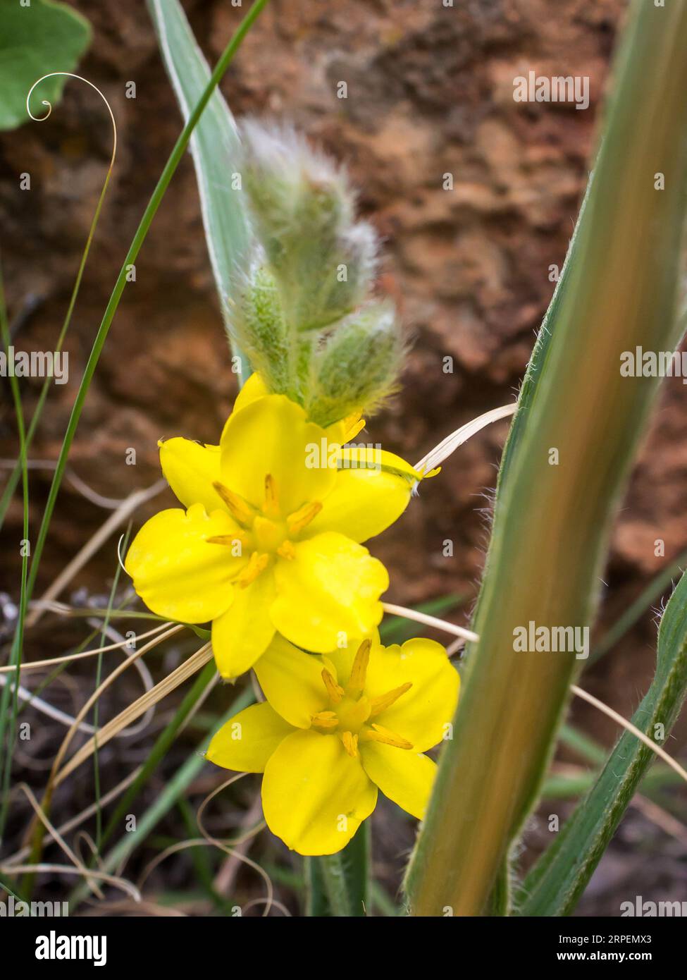 The Beautiful large yellow flowers of a Star flower, Hypoxis hemerocallidea Stock Photo