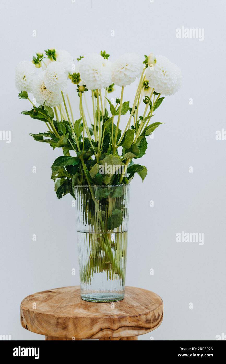 Bouquet of white dahlia flowers in glass vase on an wood vintage stool against the white wall. Front view. Copy space Stock Photo
