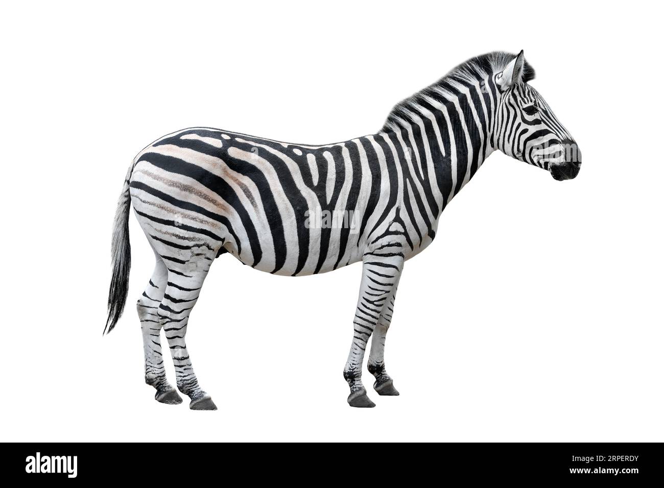 Young zebra portrait isolated on white. Zebra full length. Zoo animals banner Stock Photo