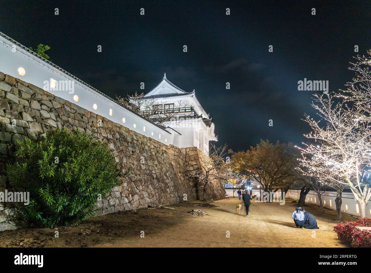 Night view of the illuminated Tsukimi yagura, turret, on top of ishigaki stone walls that enclose the Honmaru, with cherry blossoms at Fukuyama castle Stock Photo