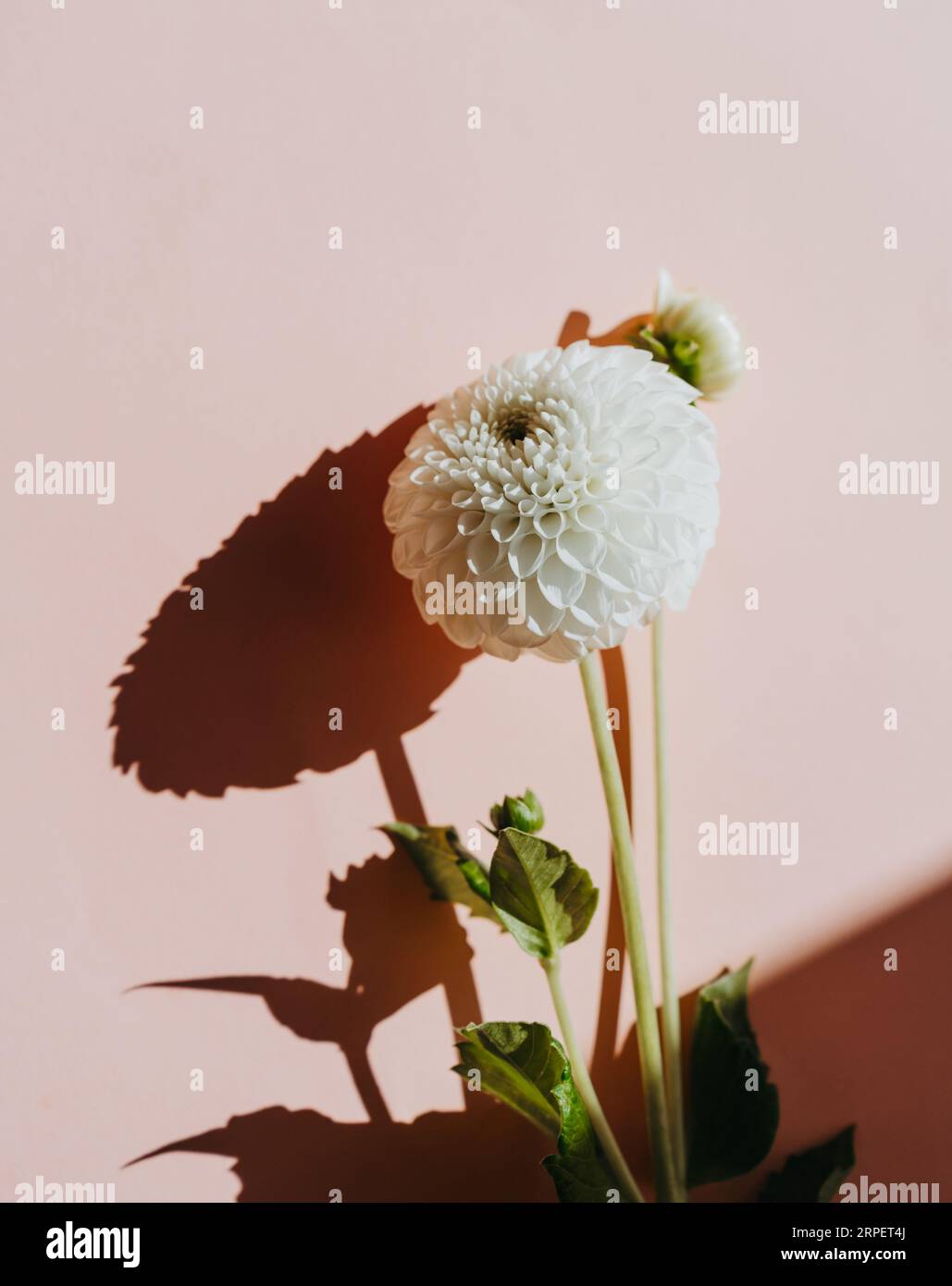 Dahlia white background hi-res stock photography and images - Alamy