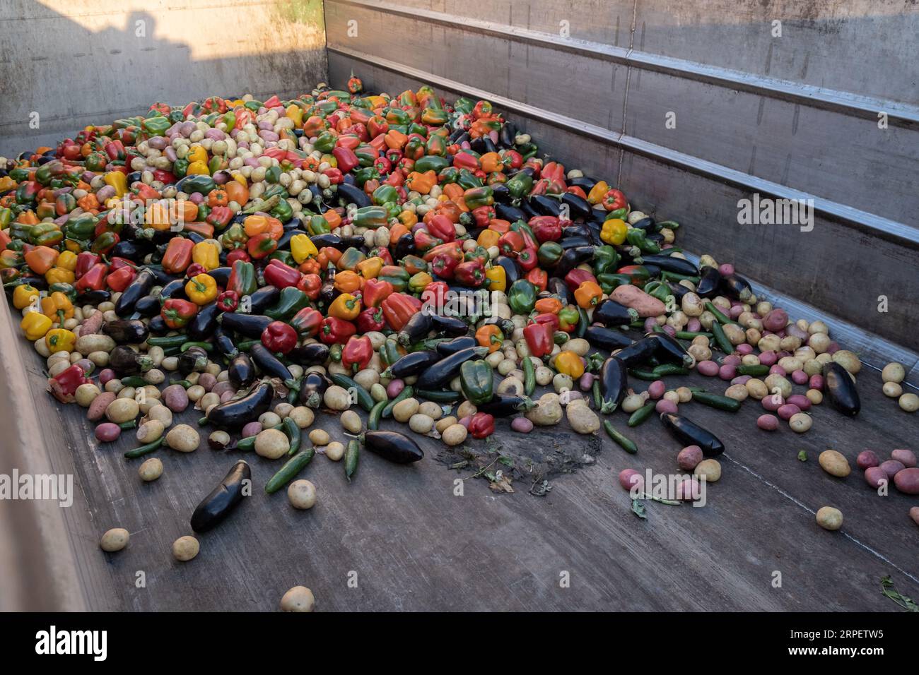 Expired Organic bio waste. Mix Vegetables and fruits in a huge container, Organic Compost heap