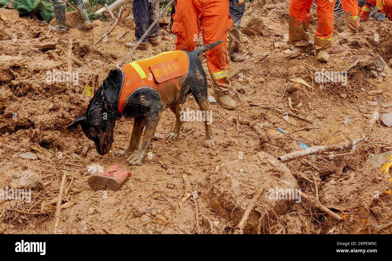 (190905) -- KUNMING, Sept. 5, 2019 (Xinhua) -- A rescue dog searches for missing people at a landslide site at Ma an Village of Xiaohe Town in Qiaojia County, southwest China s Yunnan Province, Sept. 5, 2019. A landslide that occurred in southwest China s Yunnan Province Thursday morning has left nine people missing, local authorities said. The landslide, triggered by heavy rain, took place at 4:40 a.m. in Qiaojia County under the city of Zhaotong, the county s information office said. The county has launched an emergency response and sent rescuers to the site. (Photo by Hu Hualun/Xinhua) CHIN Stock Photo