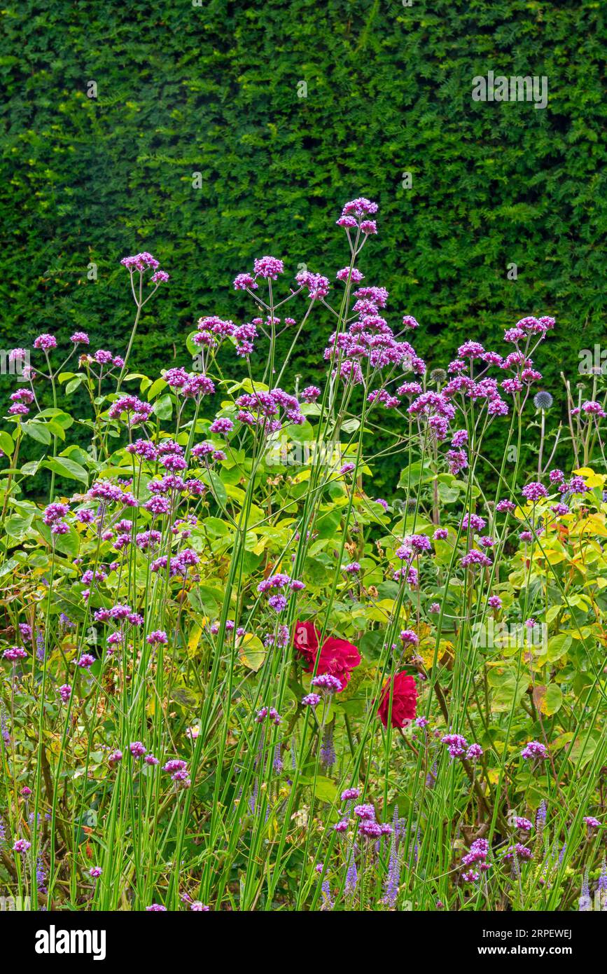 Summer flowers in the garden borders at How Hill House near Ludham in the Norfolk Broads National Park England UK. Stock Photo