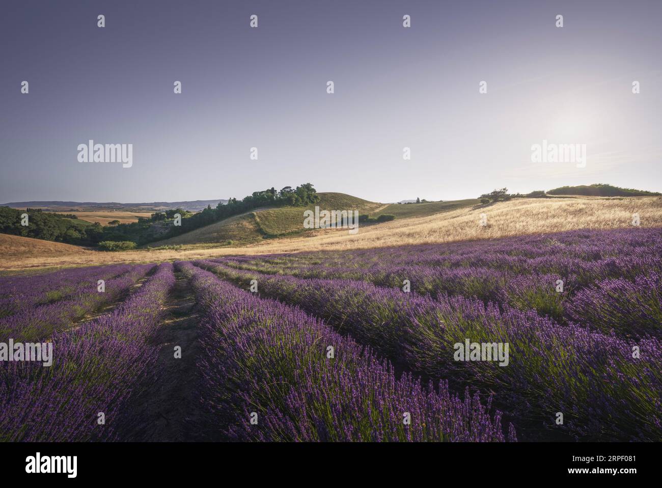 Lavender field in Tuscany. Landscape at sunset in Orciano Pisano, province of Pisa, Italy Stock Photo