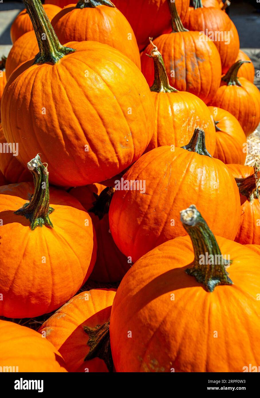 Pumpkins on display at a home improvement store in Torringron, Connecticut Stock Photo