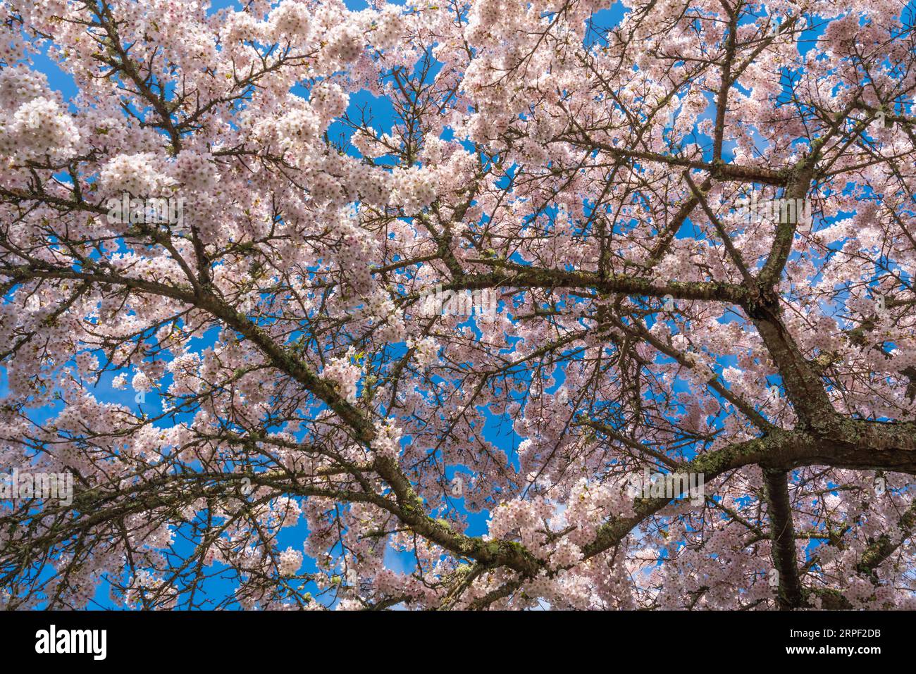 Cherry tree blossoms at the botanical gardens at Government House in Victoria, Vancouver Island, British Columbia, Canada. Stock Photo