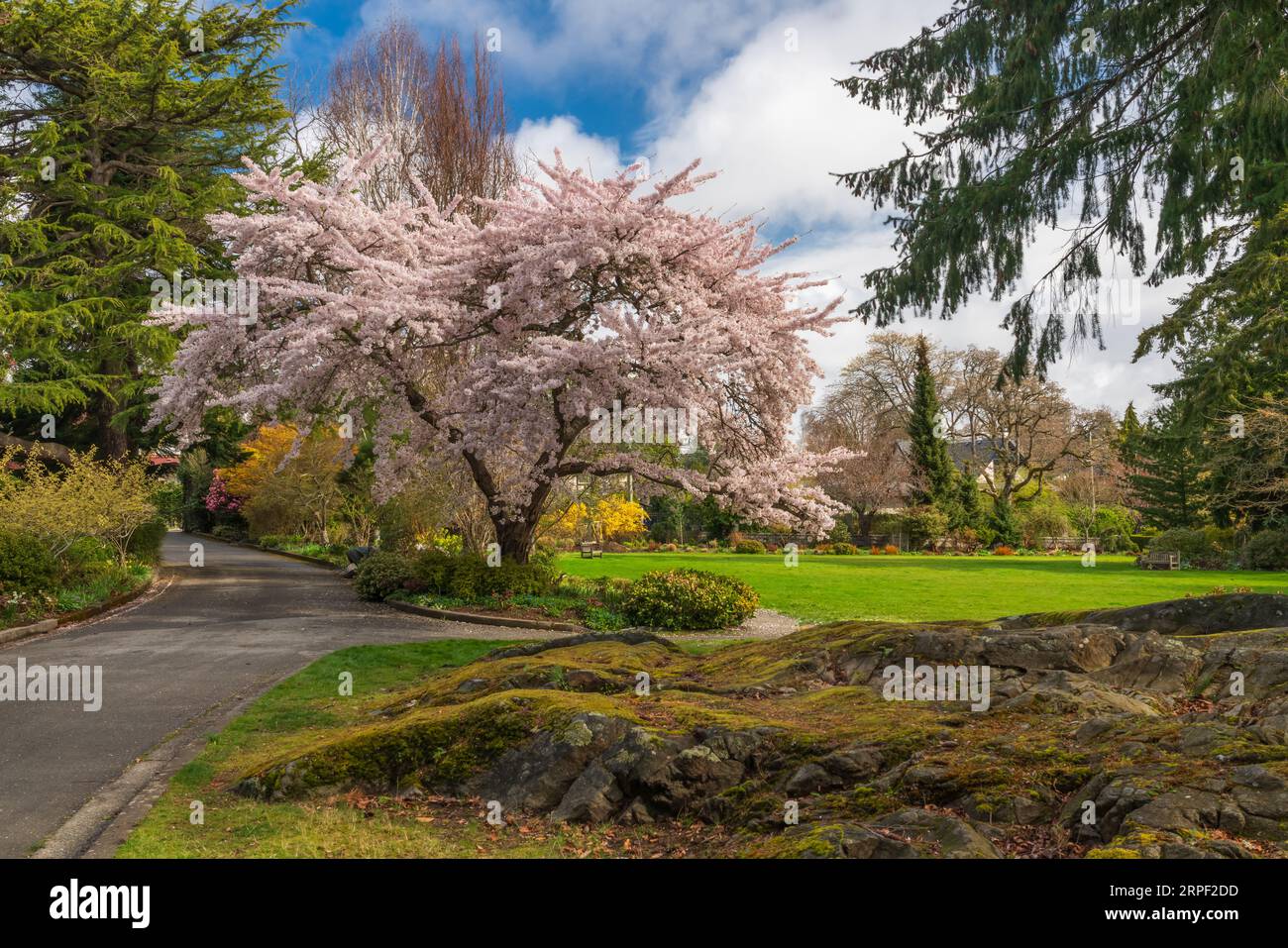 Cherry tree blossoms at the botanical gardens at Government House in Victoria, Vancouver Island, British Columbia, Canada. Stock Photo