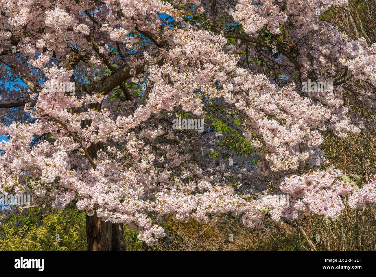 Cherry tree blossoms at the botanical gardens at Government House in Victoria, Vancouver Island, British Columbia, Canada. Stock Photo