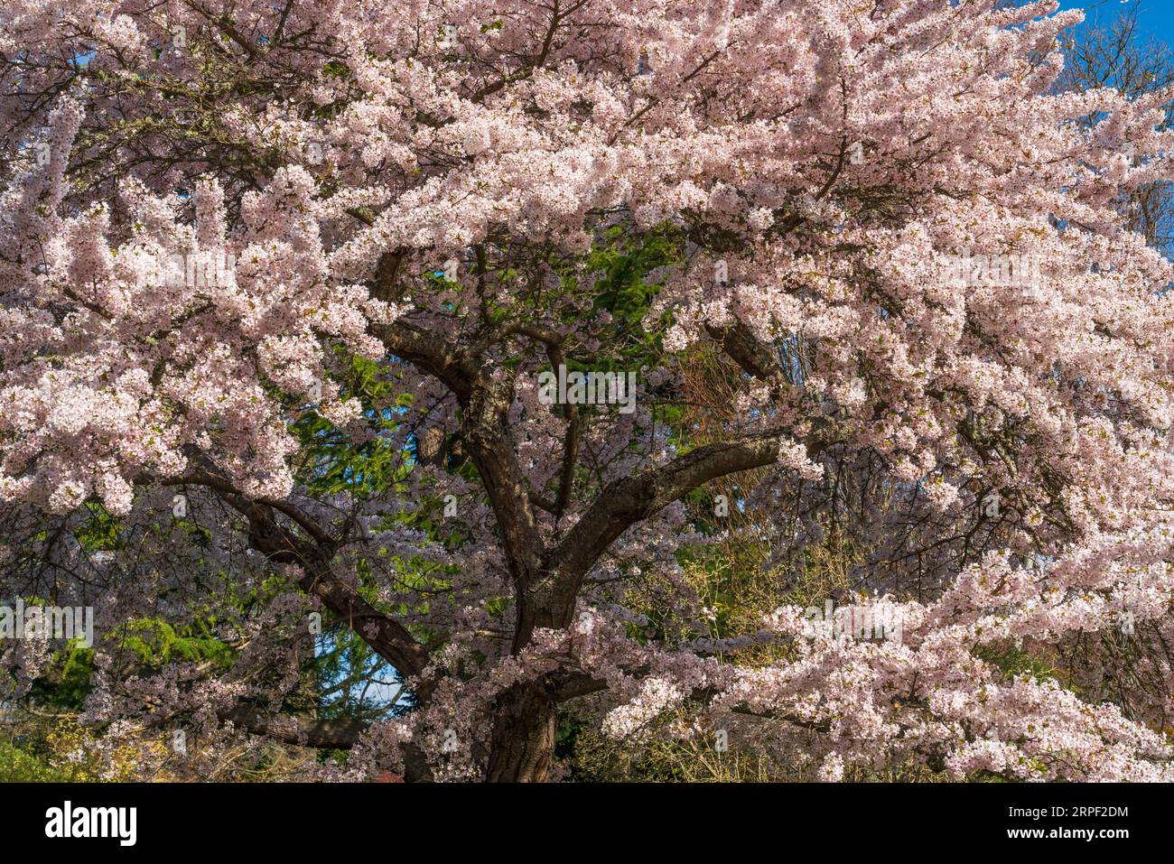 Cherry tree blossoms at the botanical gardens at Government House in Victoria, Vancouver Island, British Columbia, Canada. Stock Photo