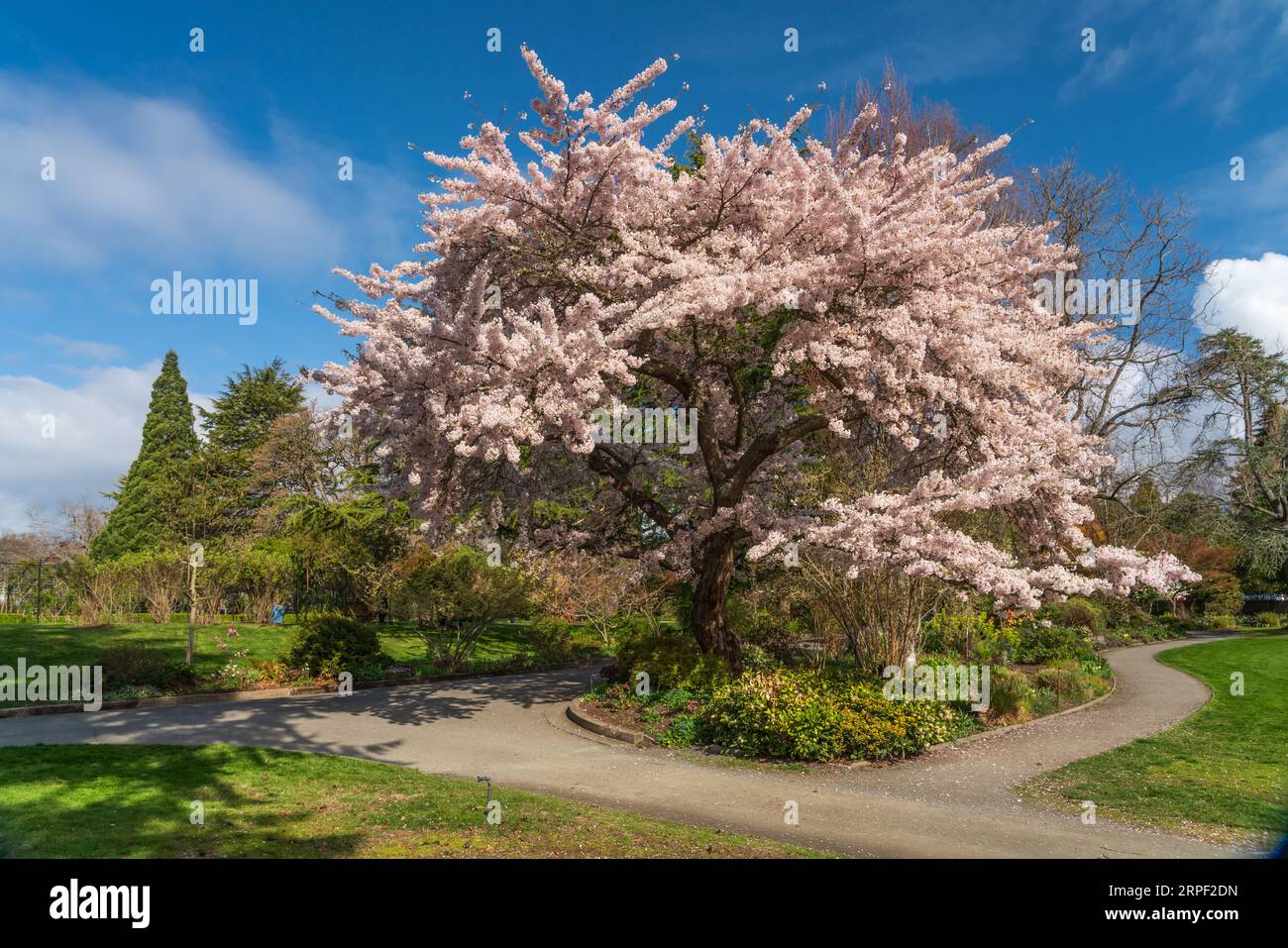 Cherry tree blossoms at the botanical gardens at Government House in Victoria, Vancouver Island, British Columbia, Canada. Stock Photo