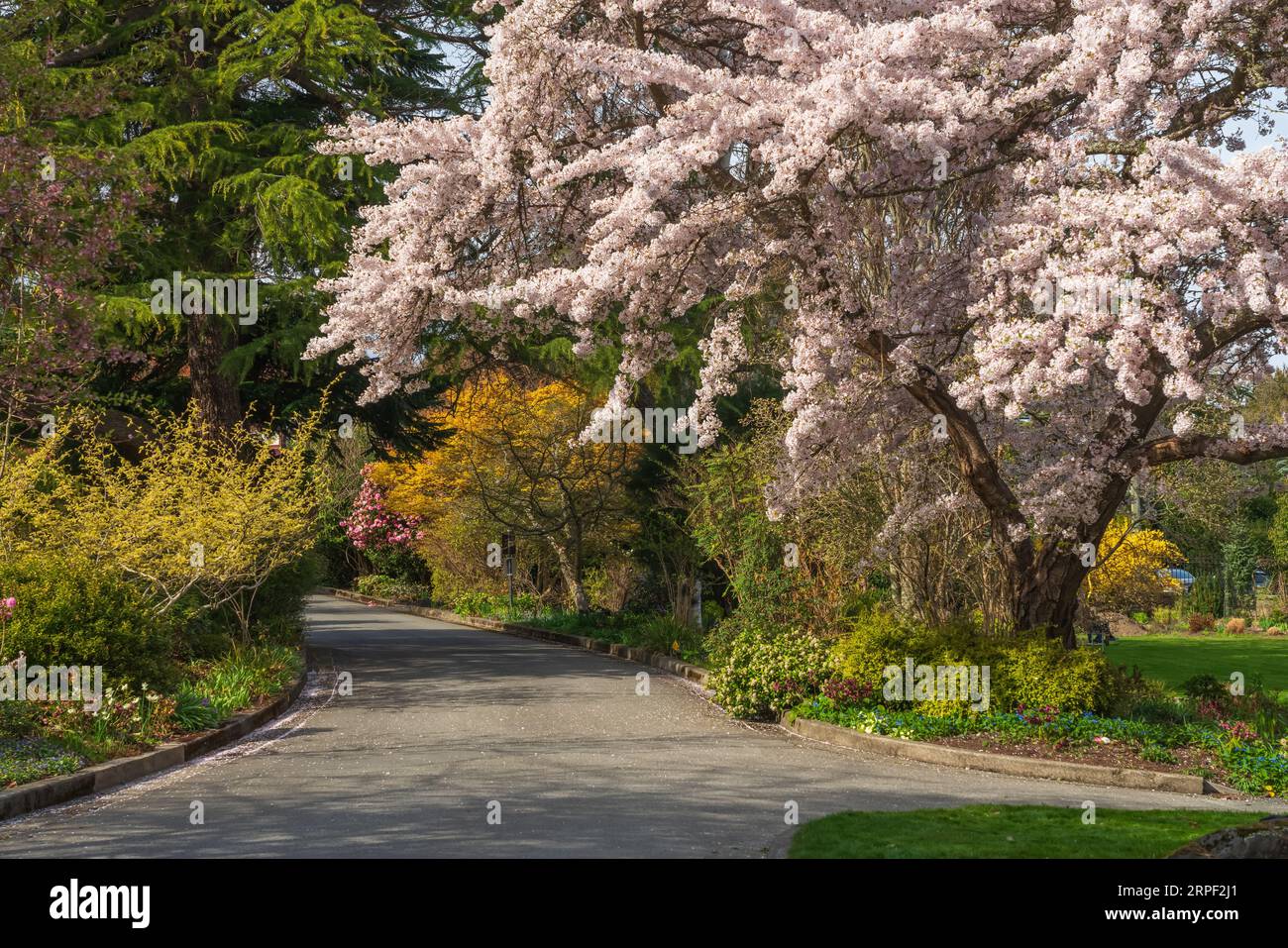 Cherry tree blossoms at the botanical gardens at Government House in Victoria, Vancouver Island, British Columbia, Canada. Stock Photo