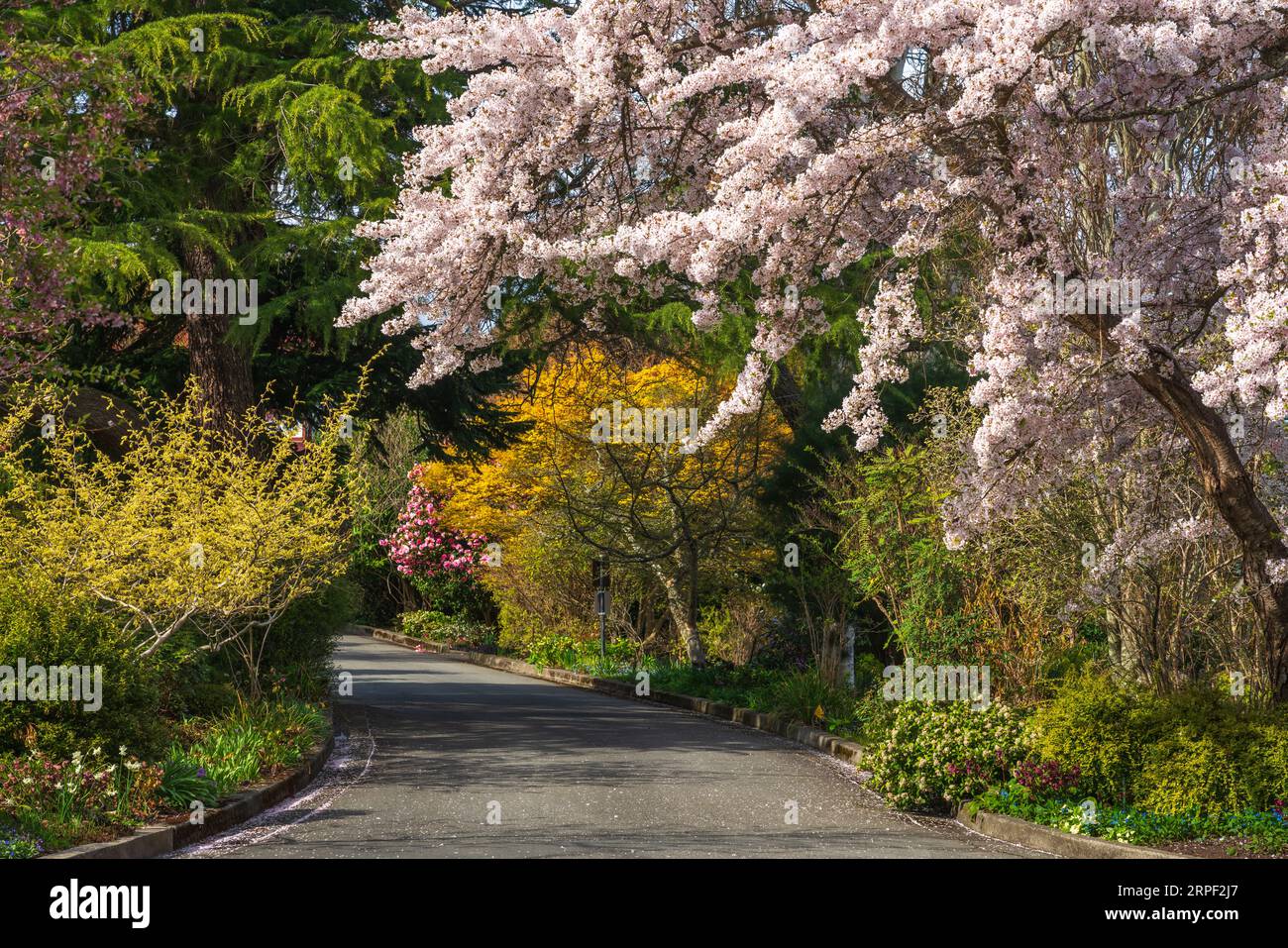 Cherry tree blossoms at the botanical gardens at Government House in Victoria, Vancouver Island, British Columbia, Canada. Stock Photo