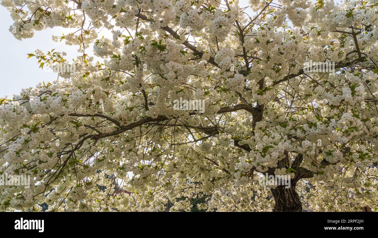 A tree full of blossoms along the waterfront of Victori, Vancouver Island, British Columbia, Canada. Stock Photo