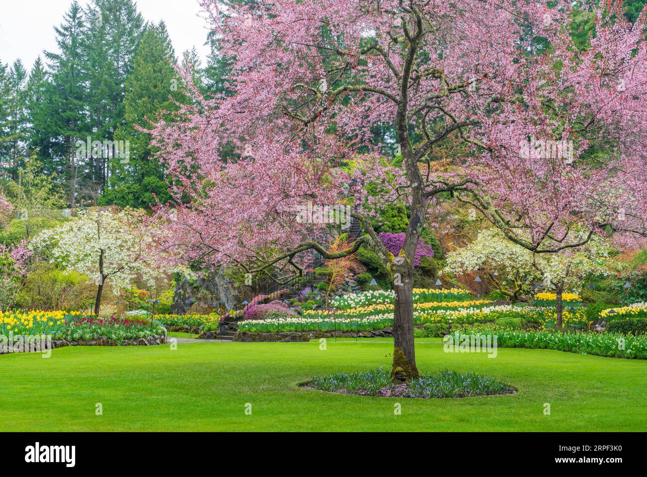 The spring season flower display at the Butchart Gardens, Victoria, Vancouver Island, British Columbia, Canada. Stock Photo