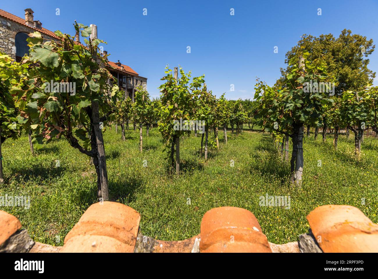 The Alawerdi Monastery (Georgian ალავერდი, ალავერდის მონასტერი) is an Orthodox monastery in the Kakheti region of Georgia. In the monastery garden grows over a hundred different varieties of wine originally from Georgia Stock Photo