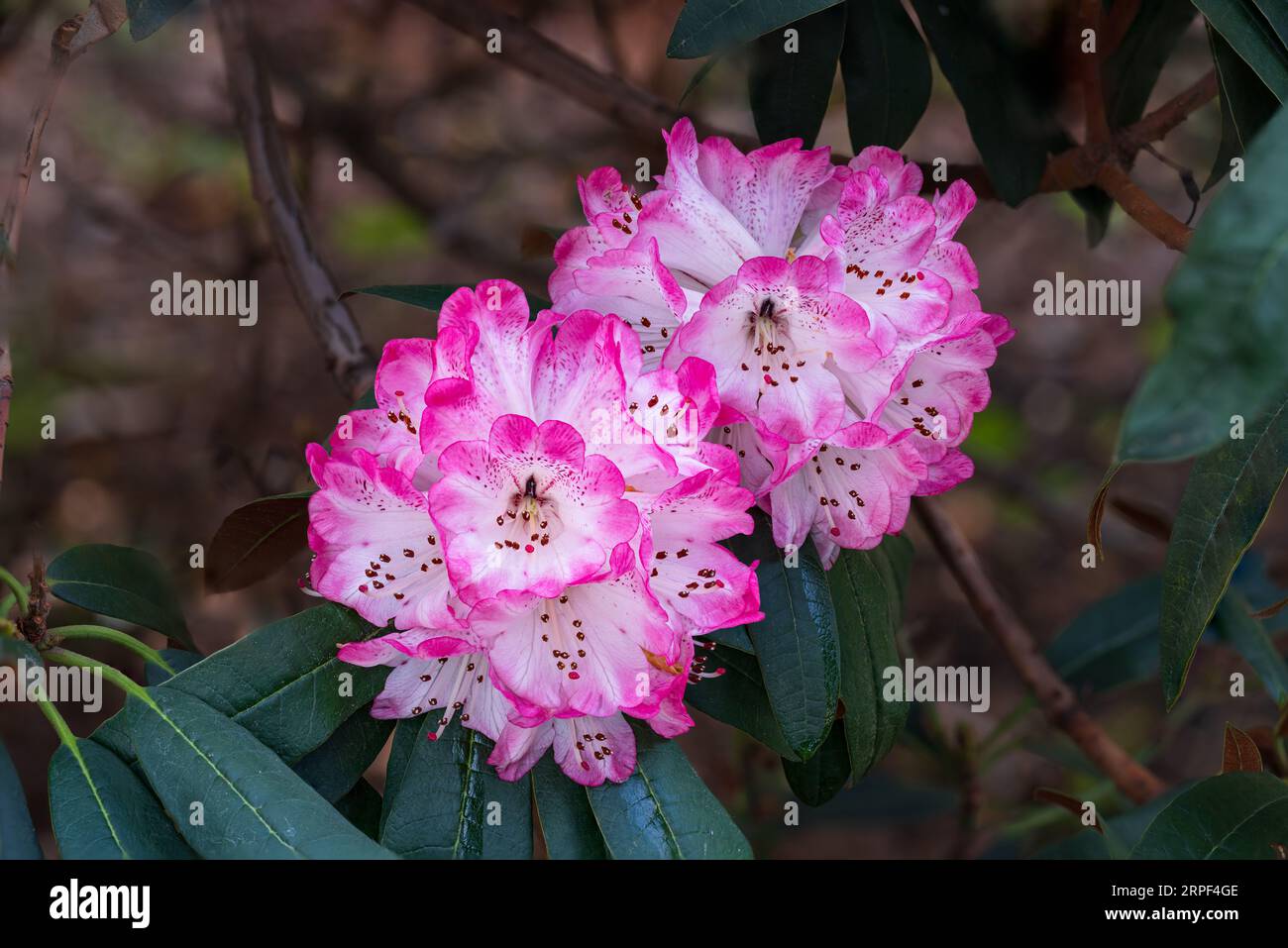 Closeup of pink rhododendron flowers in the Finnerty Gardens, Victoria, Vancouver Island, British Columbia, Canada. Stock Photo