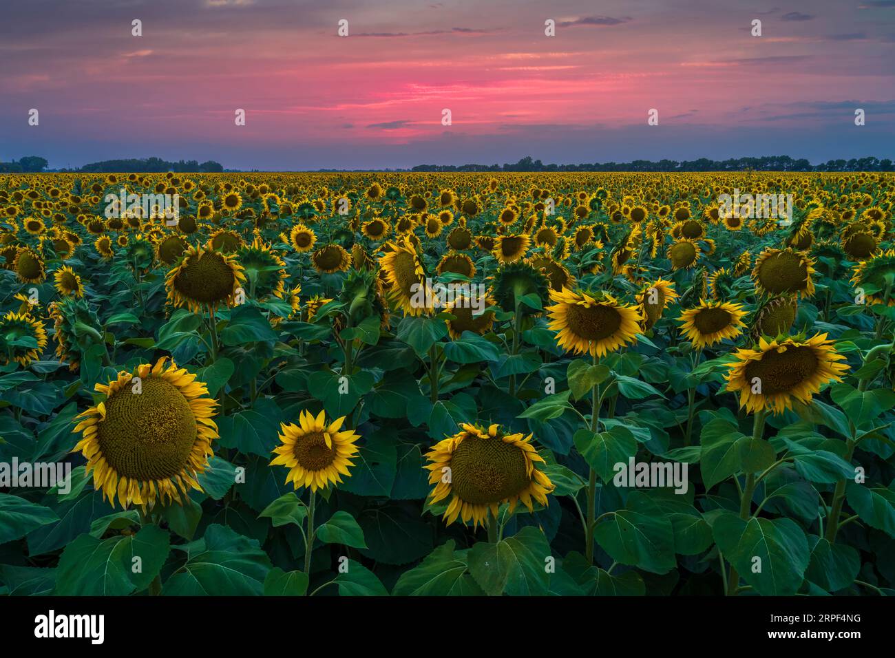 A field of sunflowers at sunset near Plum Coulee, Manitoba, Canada. Stock Photo