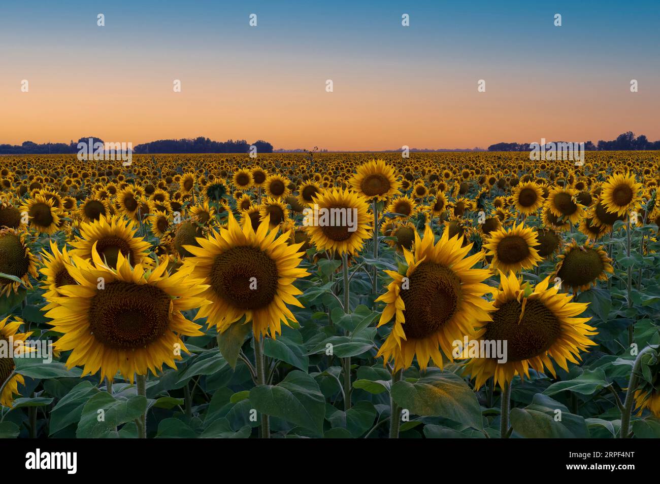 A field of sunflowers at sunset near Plum Coulee, Manitoba, Canada. Stock Photo