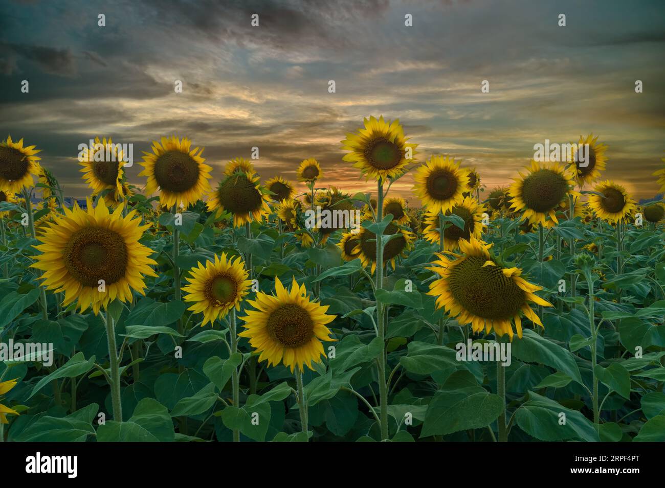 A field of sunflowers at sunset near Plum Coulee, Manitoba, Canada. Stock Photo