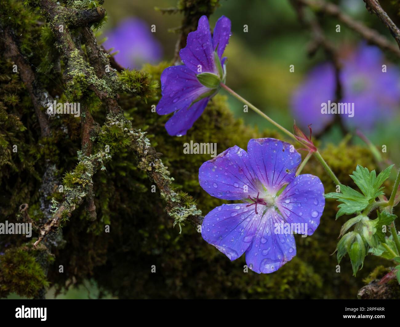 Geraniums, purple cranesbills in bloom in an English garden in summer ...