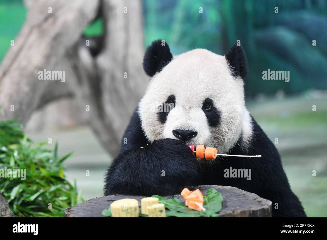 Taipei taiwan vegetables hi-res stock photography and images
