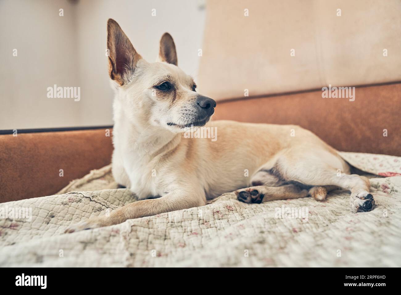 Cute chihuahua dog with big ears resting on the bed. A charming