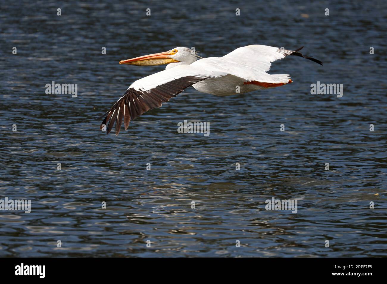 American White Pelican (Pelecanus erythrorhynchos). Stock Photo