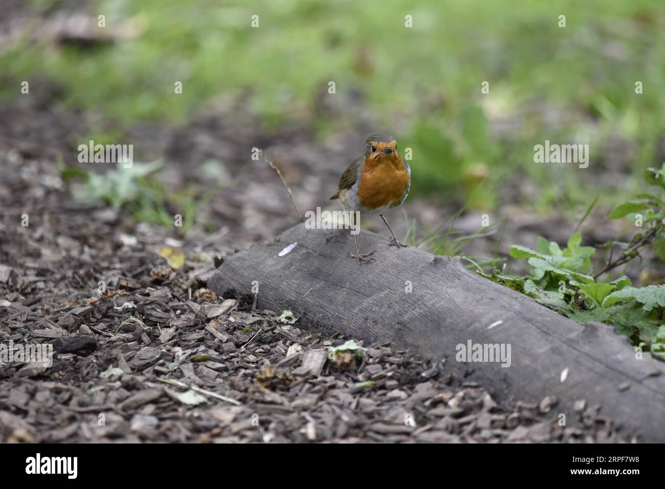 European Robin (Erithacus rubecula) Looking Up Into Camera From a Log on the Ground, with an Angry Expression, taken in the UK in September Stock Photo