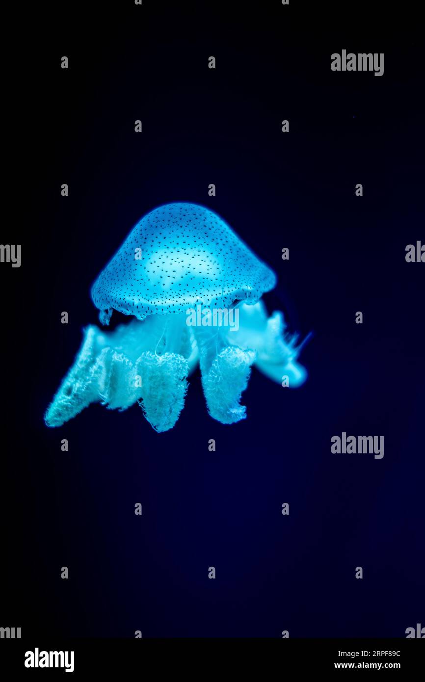 Jellyfish in action in the aquarium,Creating beautiful effect while in