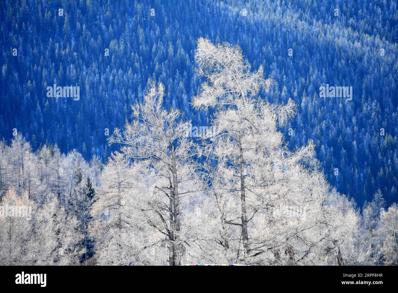 (190917) -- BEIJING, Sept. 17, 2019 (Xinhua) -- Photo taken on Jan. 19, 2019 shows the winter scenery of Keketuohai scenic spot in northwest China s Xinjiang Uygur Autonomous Region. Located in northwest China, Xinjiang Uygur Autonomous Region boasts three mountains, namely Tianshan, Kunlun and Altay, and two basins, Junggar and Tarim. Its various landscapes and natural beauties attract tourists from home and abroad. In recent years, Xinjiang has carried out a number of projects, including natural forest protection, returning farmland to forest or grassland, prevention and control of desertifi Stock Photo