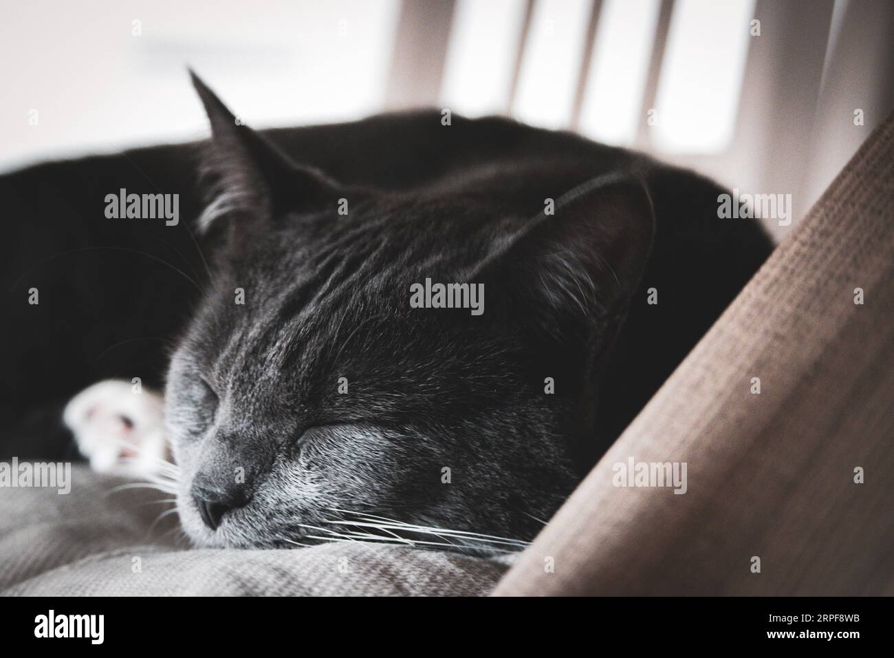 Sleeping grey cat. Stock Photo
