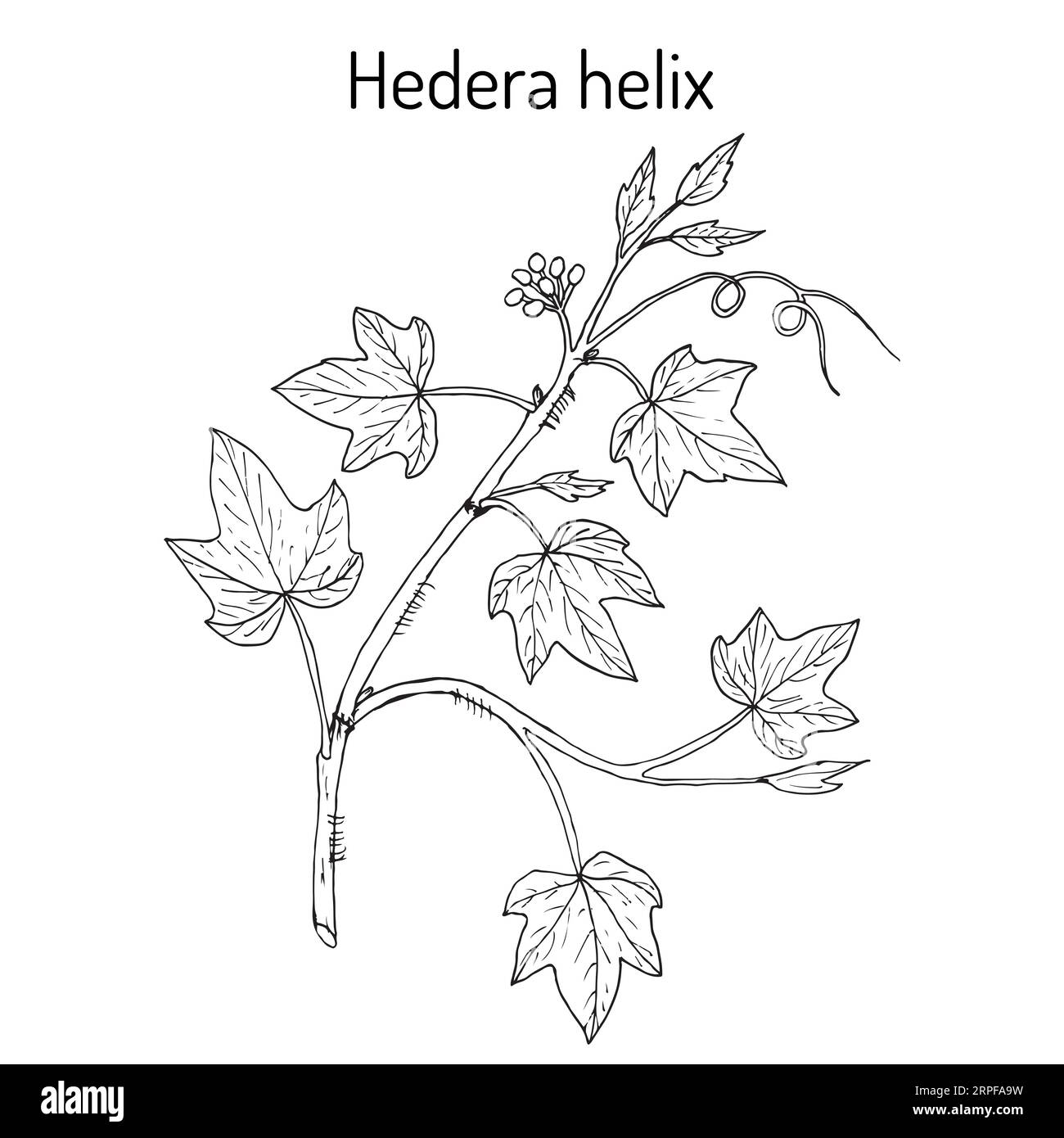 Hedera helix helix Black and White Stock Photos Images Alamy