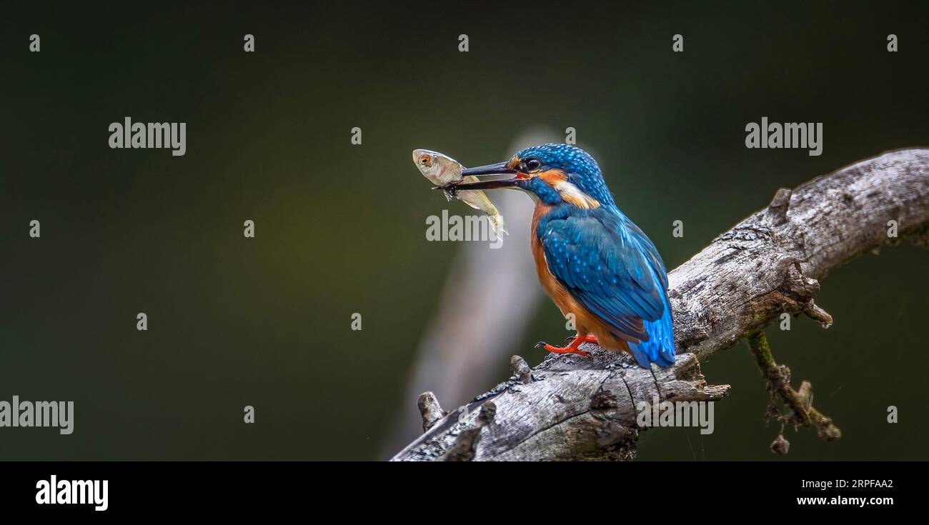 The kingfisher has caught a fish and is about to eat it, the best photo. Stock Photo