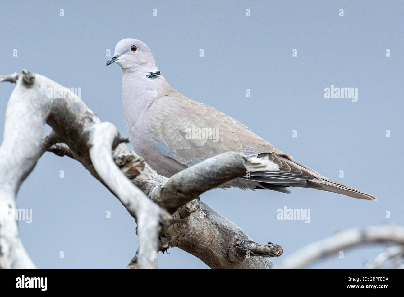 A Eurasian collareddove (Streptopelia decaocto) sits on a tree branch