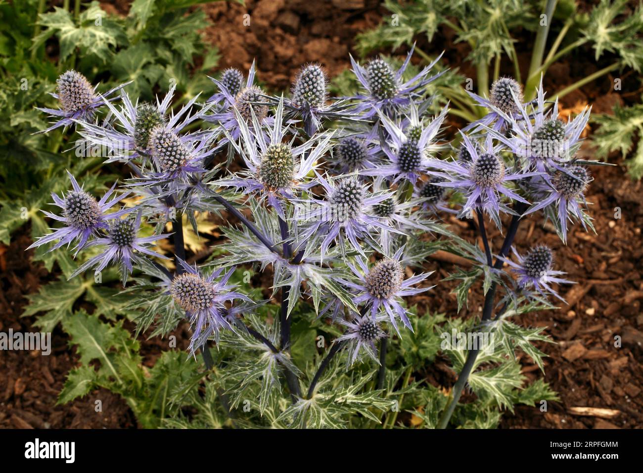 Eryngium x zabelli 'Big Blue' Herbaceous perennial, Sea Holly, spiky