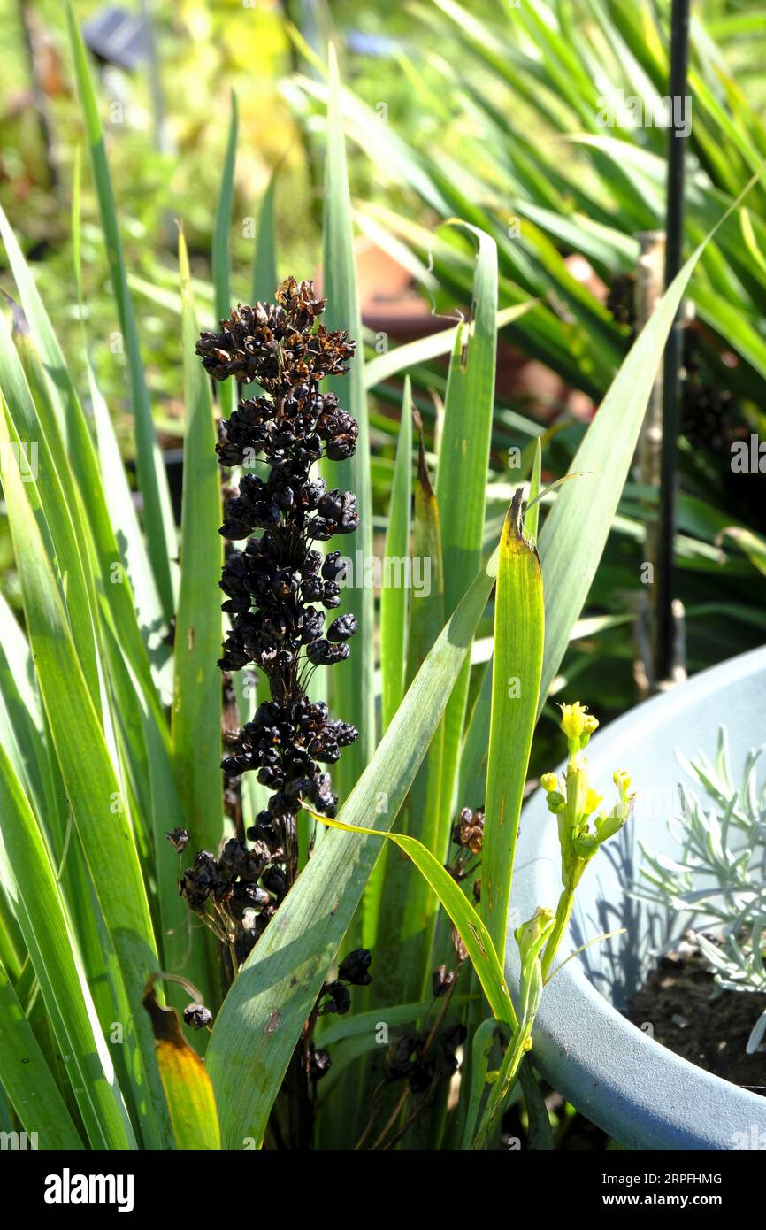 Flowers of the Sisyrinchium plant in late summer turning to black after blooming Stock Photo