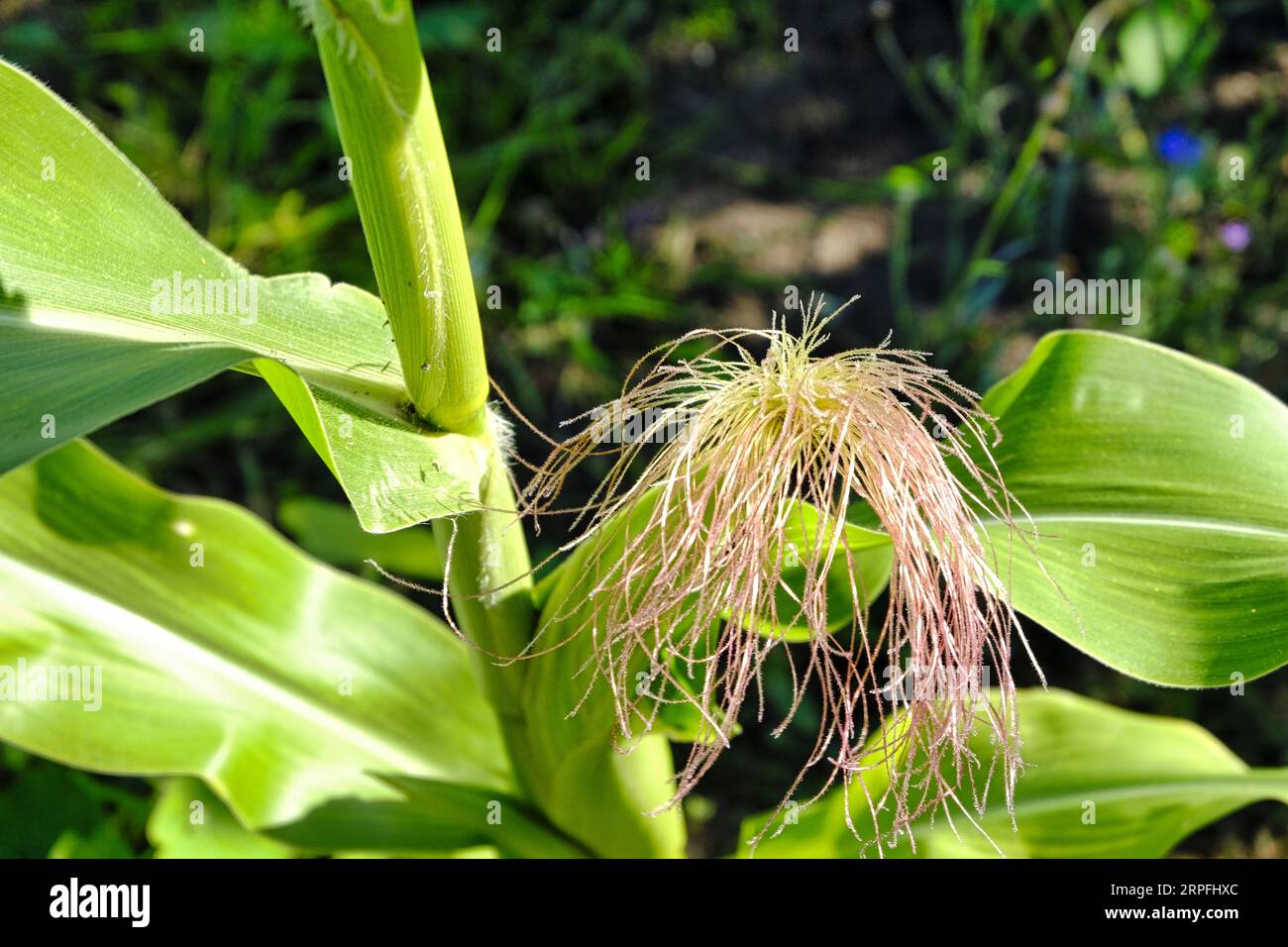 Close up of Corn Silk fibre on an emerging cob of Sweetcorn in late summer Stock Photo